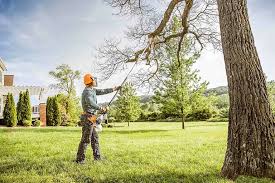 Trusted Tyndall, SD  Tree Services Experts